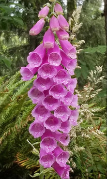 Blooming Flowers