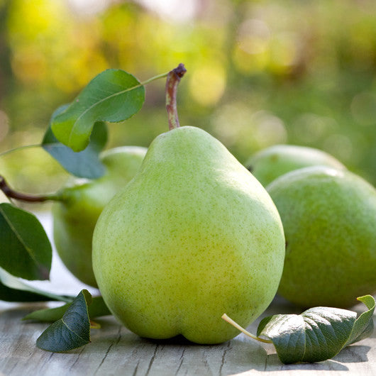 Products Pear White Balsamic Vinegar tastings in Cannon Beach, Oregon