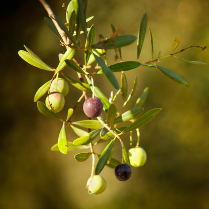 California Mission Winter Harvest Extra Virgin Olive Oil