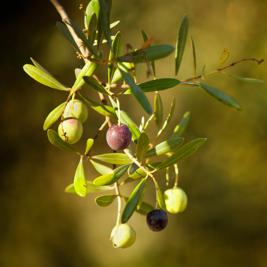 California Mission Winter Harvest Extra Virgin Olive Oil