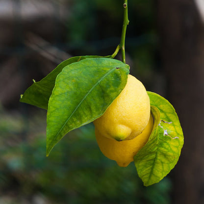 Products Meyer Lemon Extra Virgin Olive Oil  Cannon Beach, Oregon vinegar tastings