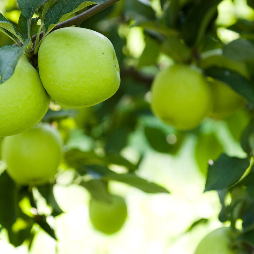 Green Apple White Balsamic Vinegar in Cannon Beach, Oregon